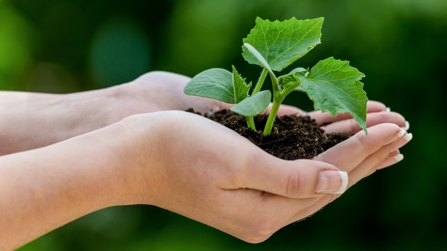 Os mistérios entre o plantar e o colher