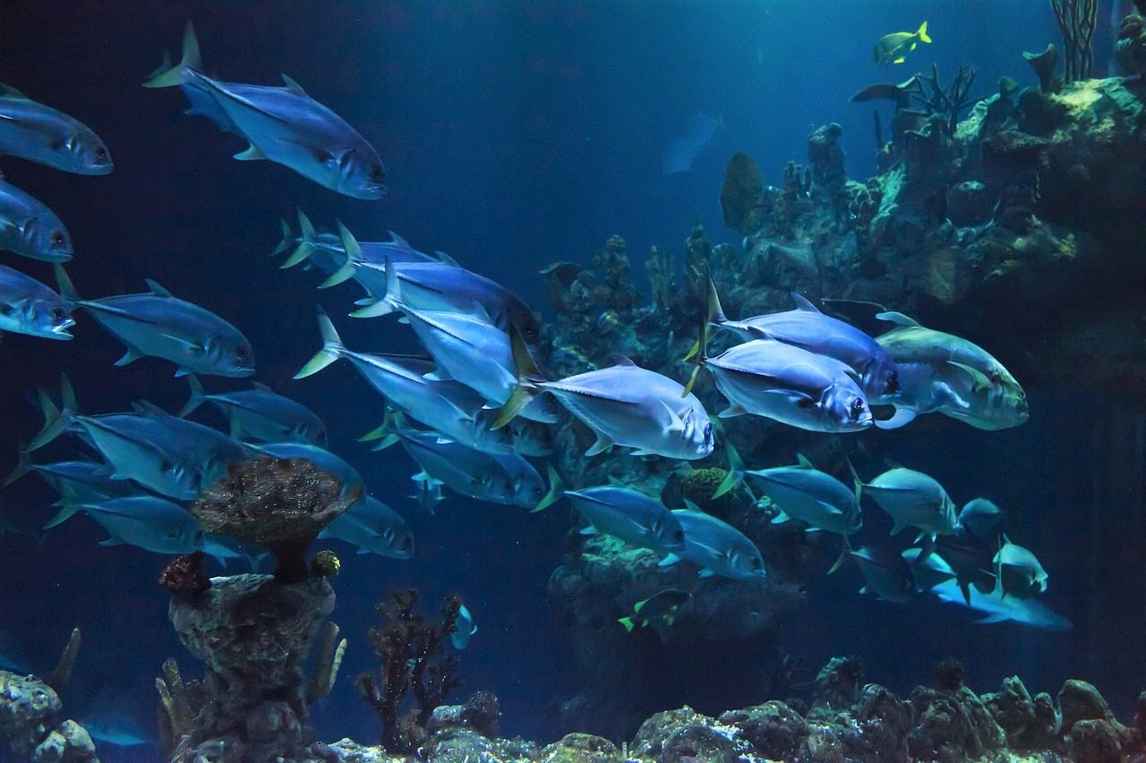 Docapesca lança feira virtual para as atividades do mar