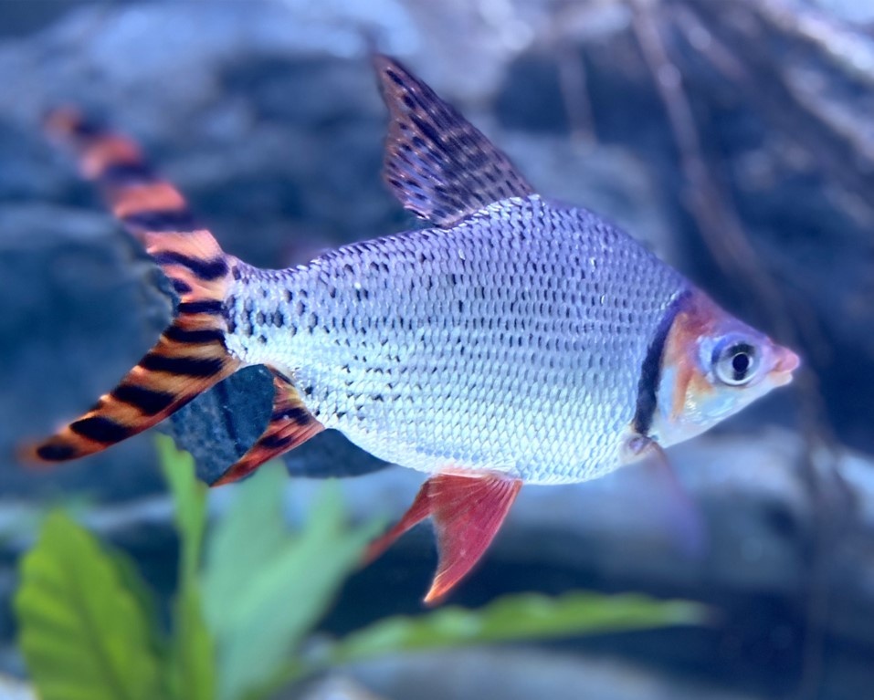 Fluviário de Mora Alarga Prazo de Candidaturas ao Prémio Jovem Cientista do Ano