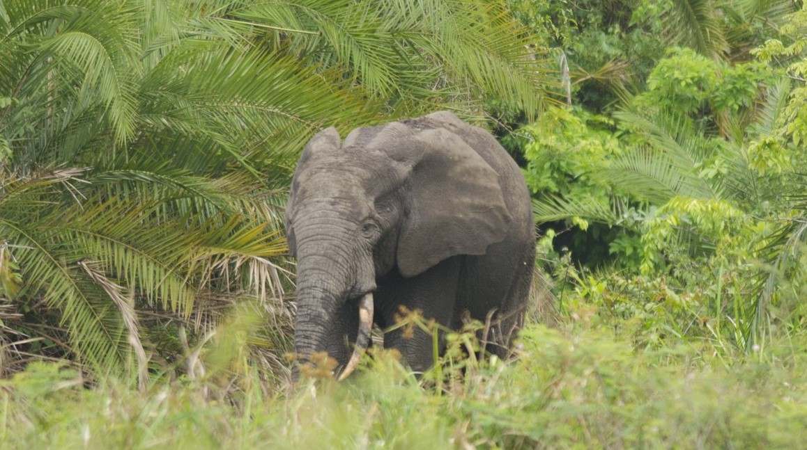 Inteligência Artificial para Conservar Elefante Africano da Floresta