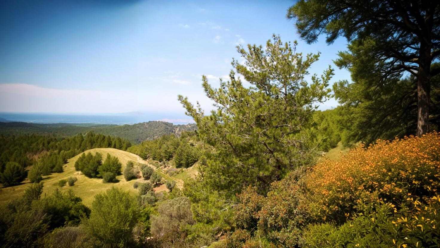 Plataforma ‘Floresta Limpa’ usa Inteligência Artificial para Prevenir Incêndios Florestais