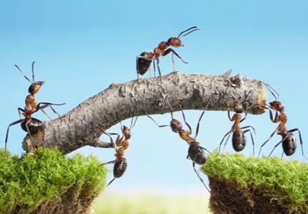 Empreendedorismo Colaborativo no Greenfest 2014