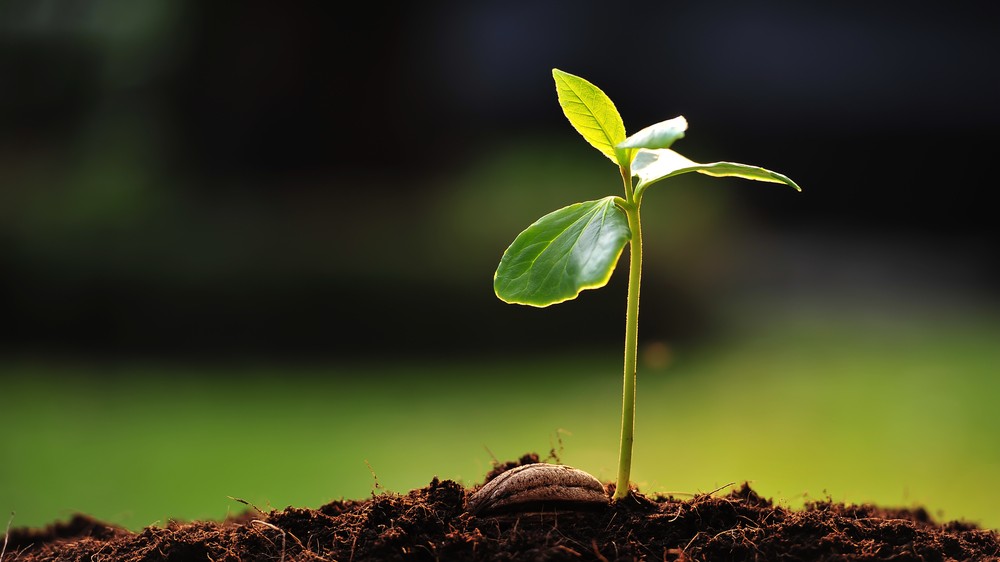 Seed capital em Portugal realidade ou ficção?