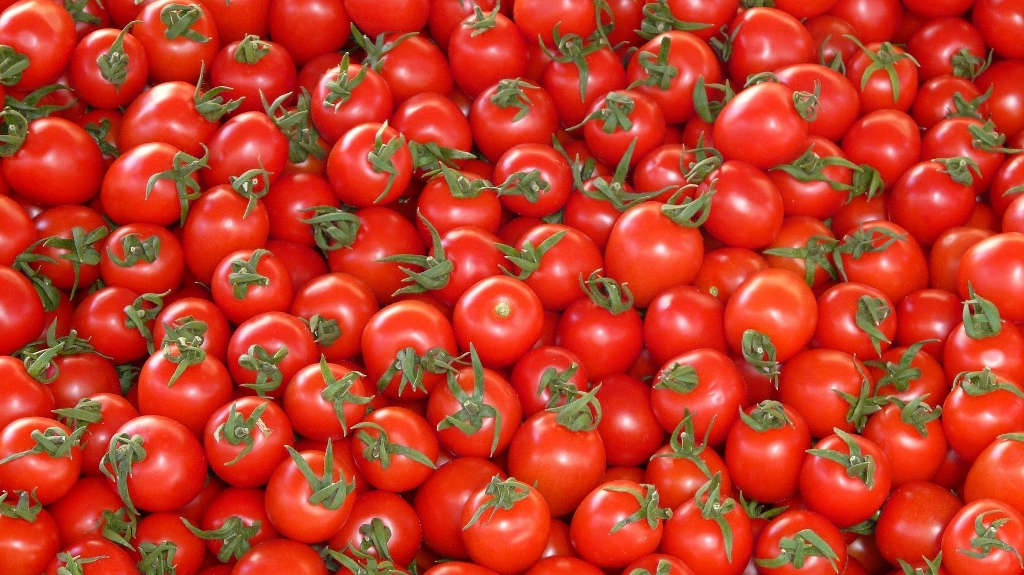 Inteligência Artificial otimiza produção de tomate