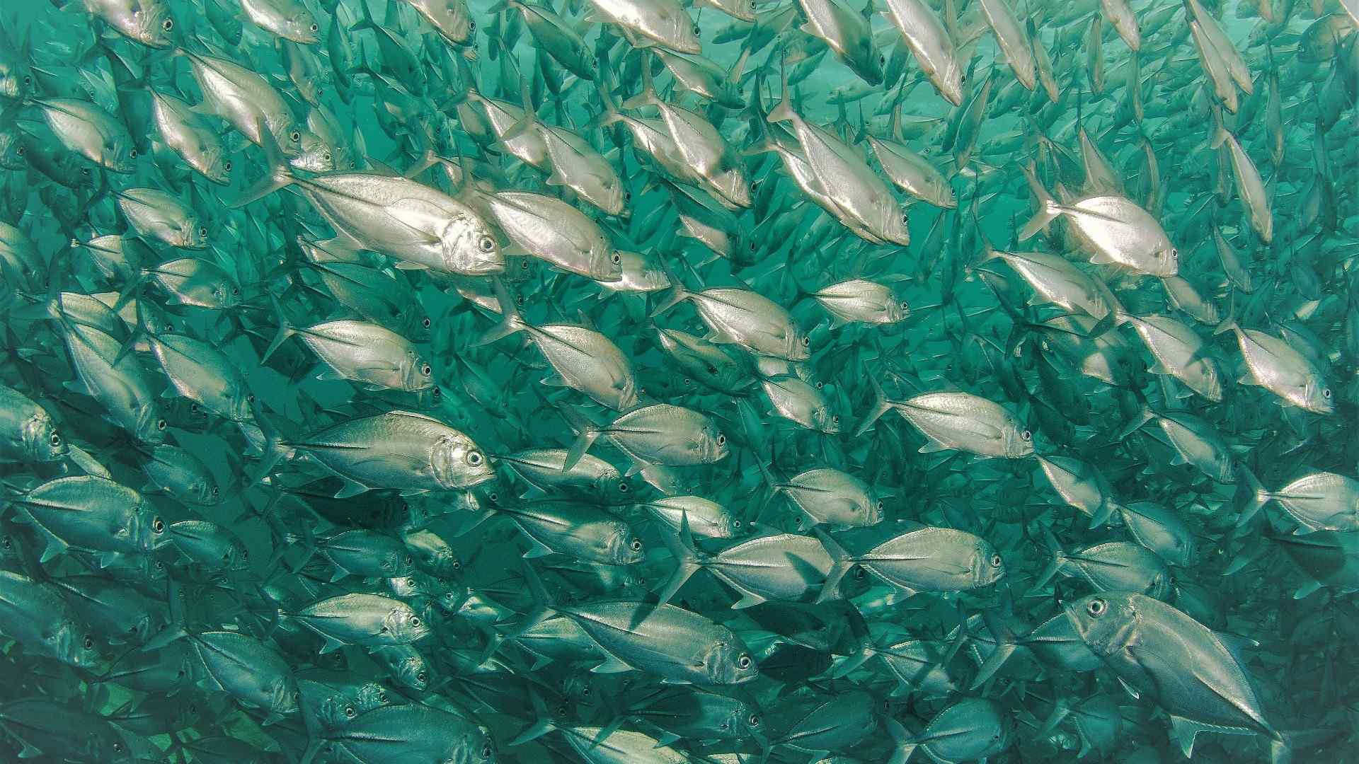 Acelerar a economia do mar