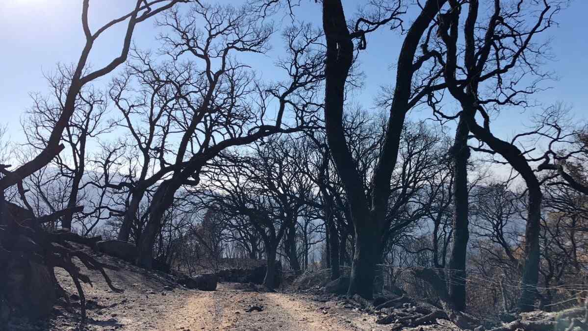 Crowdfunding ajuda a reconstruir projetos após incêndio de Monchique