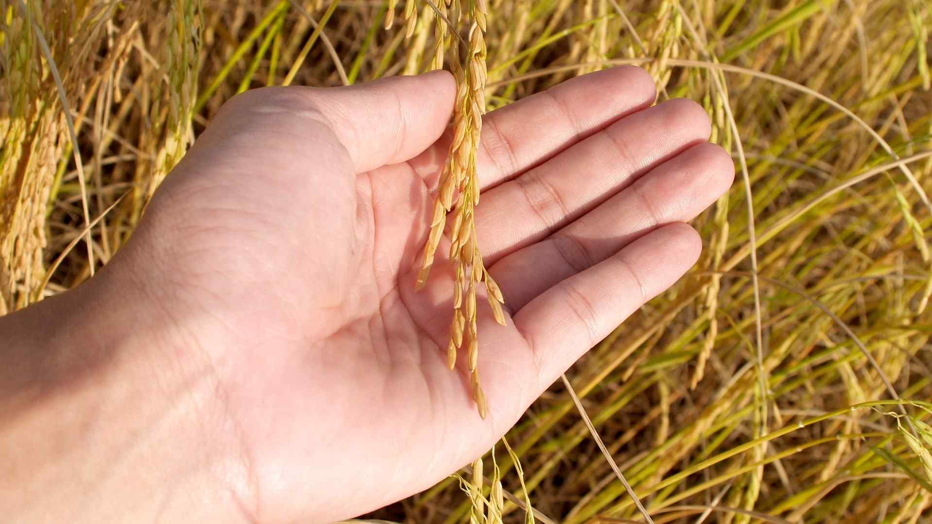 Concurso AgriEmpreende recebeu 14 candidaturas