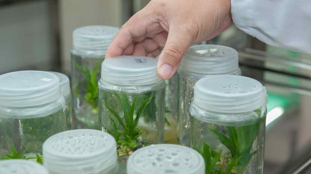 Projeto de biotecnologia vegetal vence concurso de ideias do AgriEmpreende