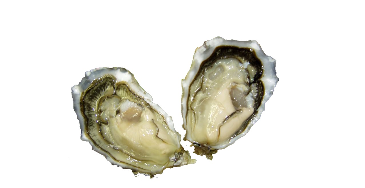 OysterWorld abre segunda fase de financiamento