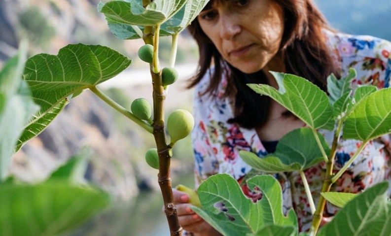 Academia de Frutologia abre candidaturas