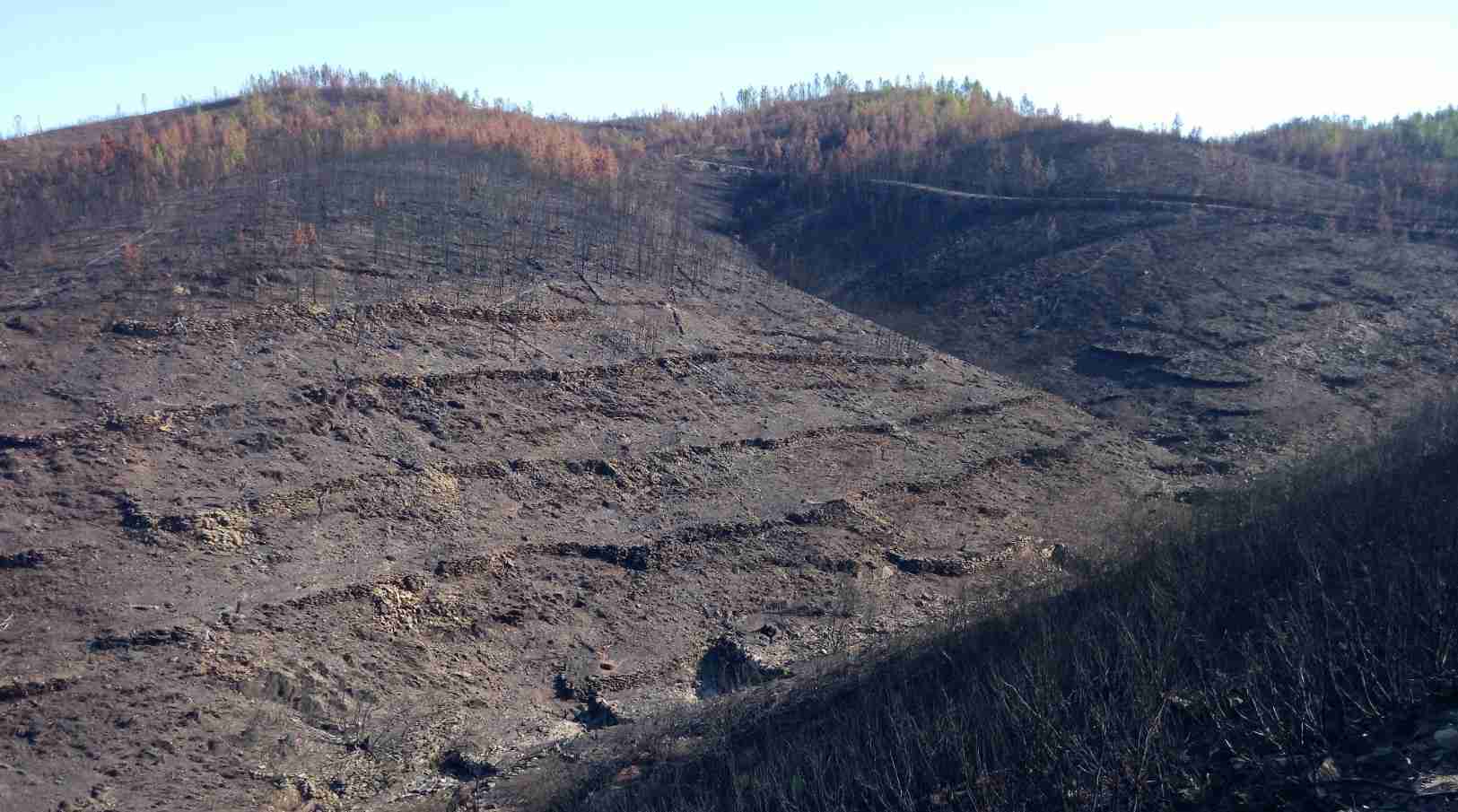 “Reflorestar Belver” procura investidores para plantar 300 mil árvores em área ardida