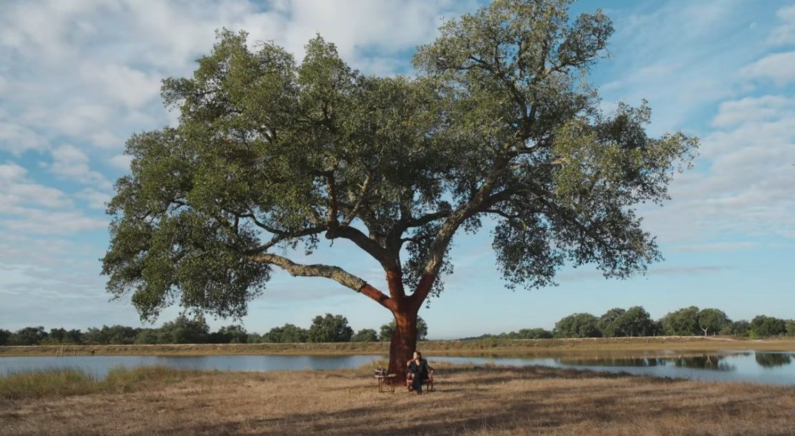 Vídeo português sobre a cortiça conquista ouro no WorldMediaFestivals