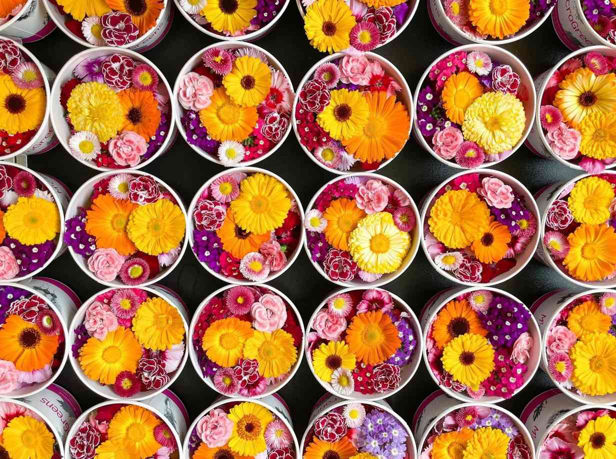 Microgreens angaria 55 mil euros para produção de flores comestíveis