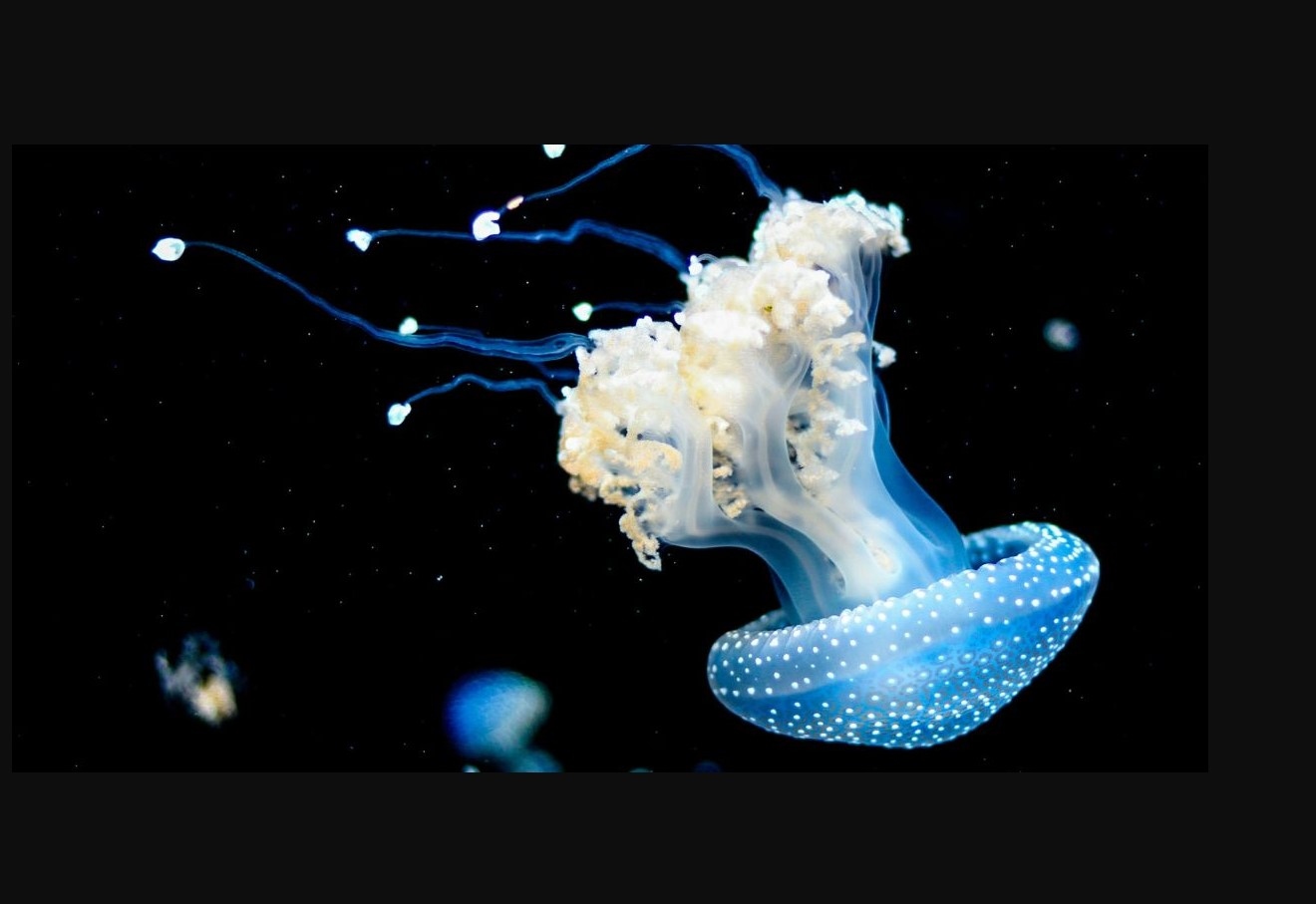 Expedição Internacional Usa Tecnologia de Ponta para Desvendar os Mistérios do Fundo do Mar na Madeira