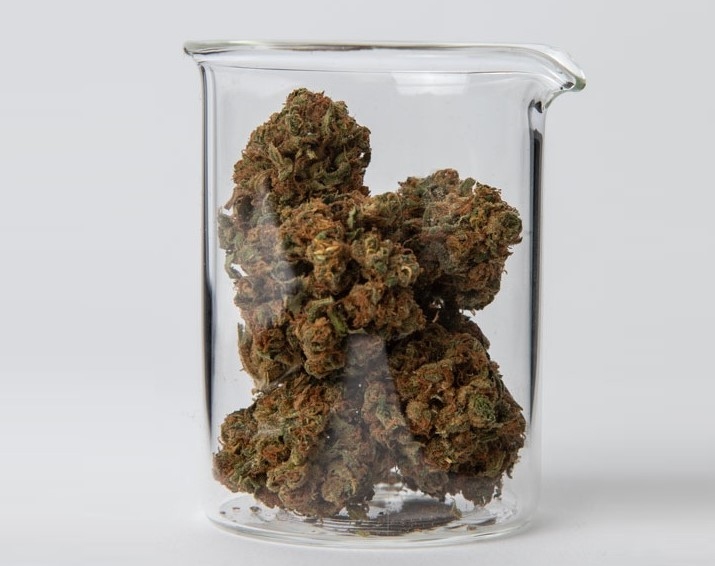 Projeto de Canábis Medicinal Financiado por Crowdlending em Portugal Angaria 300.000€ em 5 Dias