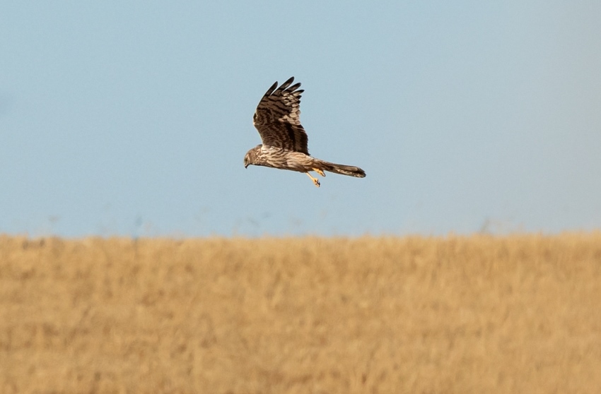 Lightsource bp investe na conservação do Tartaranhão-caçador em Portugal