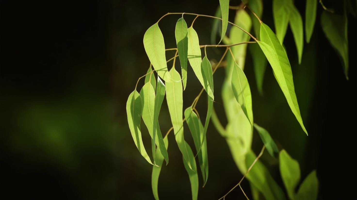 Webinar debate ameaças biológicas nos eucaliptais portugueses