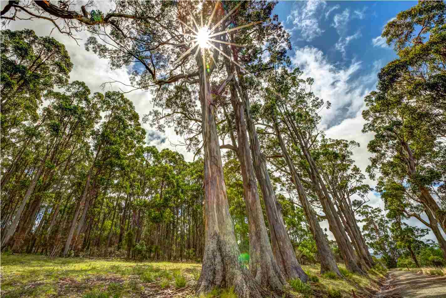 Biond investe na floresta para reduzir risco de incêndio