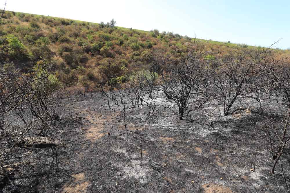 'Portugal Sem Chamas' e Fidelidade unem-se para apoiar vítimas de incêndios
