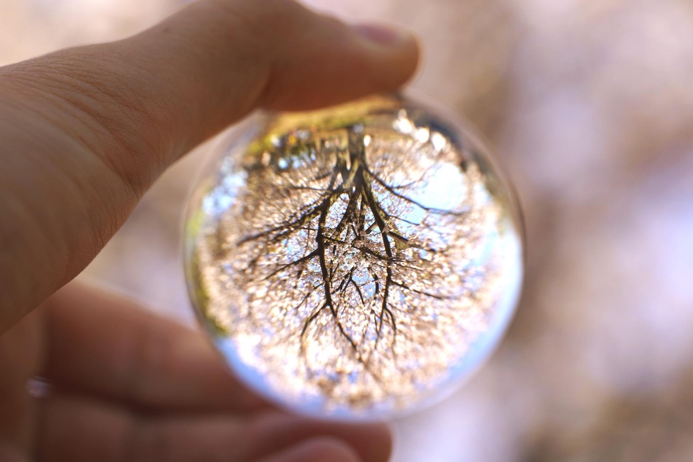 A Economia da Bioinspiração como Motor de Inovação e Sustentabilidade Industrial