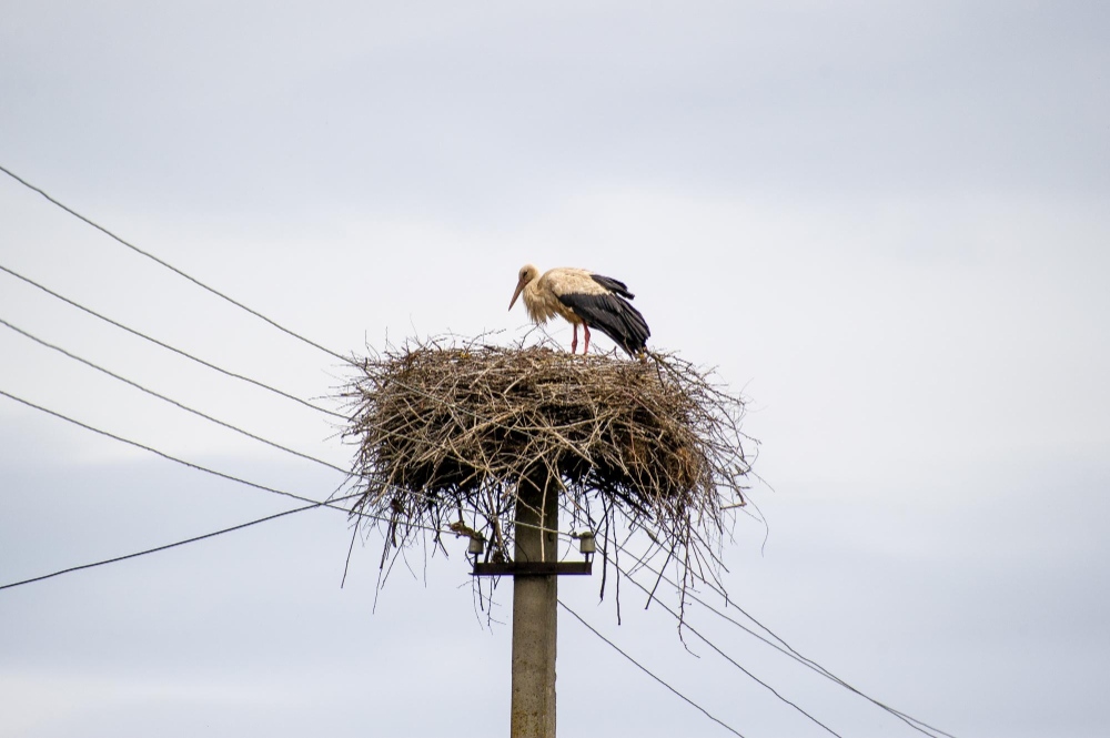 Portugal no European Grids Package: do apagão ibérico à liderança na transição energética