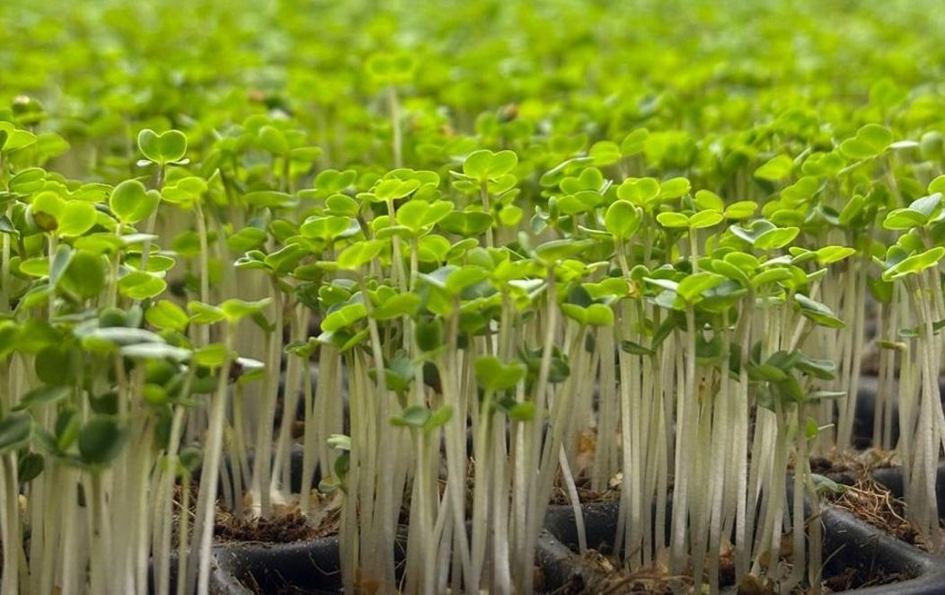 Agricultura biológica ganha terreno face à química